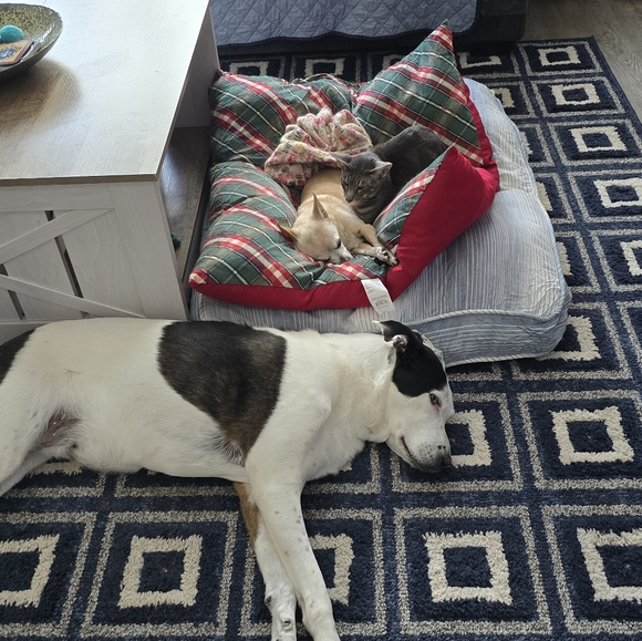 Meet your Posher, Elle - Picture 5 of 14